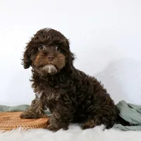 Bouser, a male Cavapoo for sale in Arthur, IL – Photo 3 of 10
