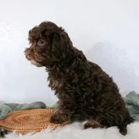 Bouser, a male Cavapoo for sale in Arthur, IL – Photo 1 of 10