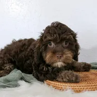 Bouser, a male Cavapoo for sale in Arthur, IL – Photo 5 of 10