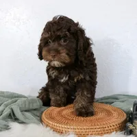 Bouser, a male Cavapoo for sale in Arthur, IL – Photo 2 of 10