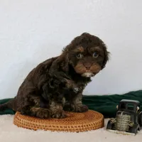 Bouser, a male Cavapoo for sale in Arthur, IL – Photo 6 of 10