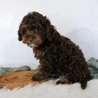 Bouser, a male Cavapoo for sale in Arthur, IL – Photo 4 of 10
