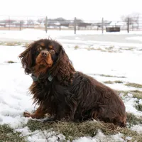 Bouser, a male Cavapoo for sale in Arthur, IL – Photo 10 of 10