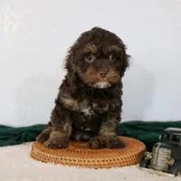 Bouser, a male Cavapoo for sale in Arthur, IL – Photo 8 of 10
