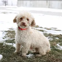 Bailey, a female Cavapoo for sale in Arthur, IL – Photo 9 of 10