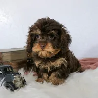 Bailey, a female Cavapoo for sale in Arthur, IL – Photo 1 of 10