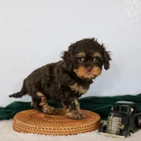 Bailey, a female Cavapoo for sale in Arthur, IL – Photo 6 of 10