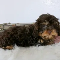Bailey, a female Cavapoo for sale in Arthur, IL – Photo 3 of 10