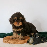 Bailey, a female Cavapoo for sale in Arthur, IL – Photo 5 of 10