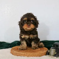 Bailey, a female Cavapoo for sale in Arthur, IL – Photo 5 of 7