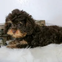 Bailey, a female Cavapoo for sale in Arthur, IL – Photo 2 of 10