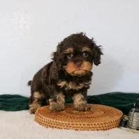 Bailey, a female Cavapoo for sale in Arthur, IL – Photo 4 of 10