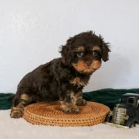 Bailey, a female Cavapoo for sale in Arthur, IL – Photo 7 of 10