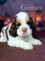 Gomez , a male Cocker Spaniel for sale in Moulton, IA – 2 of 6