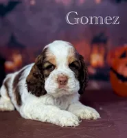 Gomez , a male Cocker Spaniel for sale in Moulton, IA – 3 of 6