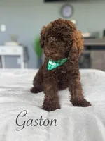 Gaston, a male Cockapoo for sale in Moulton, IA – 1 of 10