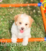 Eleanor, a female Cockapoo for sale in Moulton, IA – 3 of 6