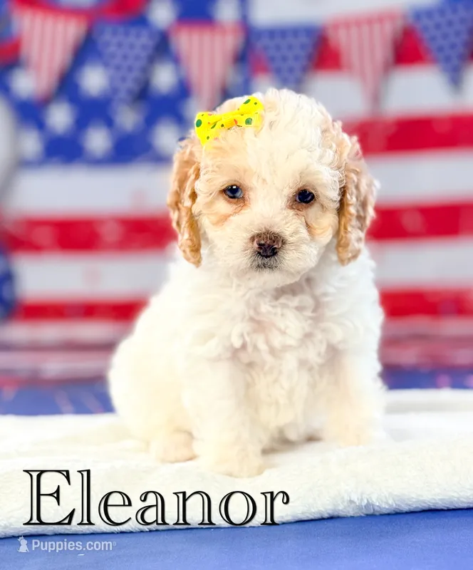 Eleanor – Cockapoo puppy for sale in Moulton, IA