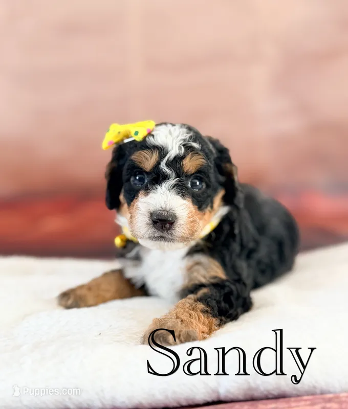 Sandy – Miniature Bernedoodle puppy for sale in Moulton, IA