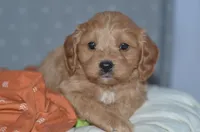 Trevor, a male Cavapoo for sale in Moulton, IA – Photo 9 of 9
