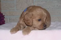 Trevor, a male Cavapoo for sale in Moulton, IA – Photo 3 of 9