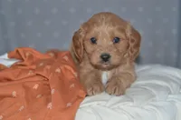 Trevor, a male Cavapoo for sale in Moulton, IA – Photo 7 of 9