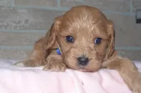 Trevor, a male Cavapoo for sale in Moulton, IA – Photo 4 of 9