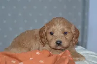 Trevor, a male Cavapoo for sale in Moulton, IA – Photo 8 of 9