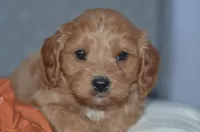 Trevor, a male Cavapoo for sale in Moulton, IA – Photo 6 of 9