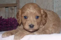 Trevor, a male Cavapoo for sale in Moulton, IA – Photo 2 of 9