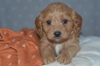 Trevor, a male Cavapoo for sale in Moulton, IA – Photo 1 of 9