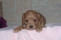 Trevor, a male Cavapoo for sale in Moulton, IA – Photo 5 of 9