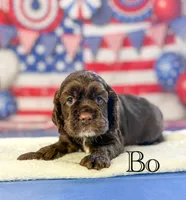 Bo, a male Cocker Spaniel for sale in Moulton, IA – 6 of 6