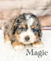 Magic , a male Miniature Bernedoodle for sale in Moulton, IA – 4 of 5