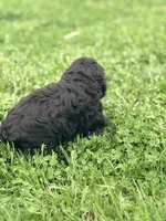 Hopper, a male Cockapoo for sale in Moulton, IA – Photo 2 of 4