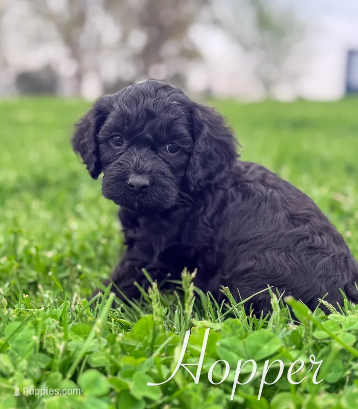 Hopper – Cockapoo puppy for sale in Moulton, IA