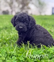 Hopper, a male Cockapoo for sale in Moulton, IA – Photo 1 of 4