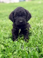 Hopper, a male Cockapoo for sale in Moulton, IA – Photo 4 of 4