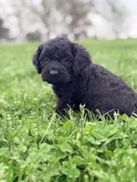 Hopper, a male Cockapoo for sale in Moulton, IA – Photo 3 of 4