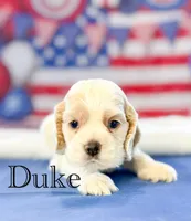 Duke , a male Cocker Spaniel for sale in Moulton, IA – 4 of 6