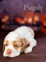 Pugsly , a male Cocker Spaniel for sale in Moulton, IA – 5 of 5