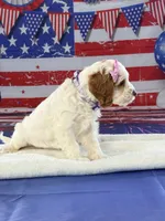 Janette , a female Cockapoo for sale in Moulton, IA – 3 of 5