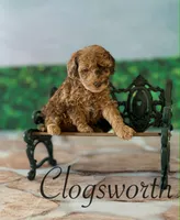 Clogsworth, a male Cockapoo for sale in Moulton, IA – Photo 3 of 3