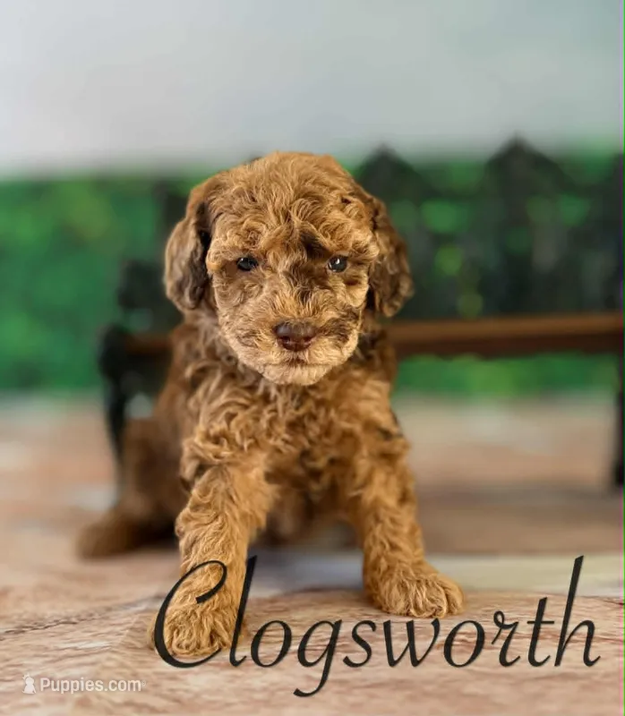 Clogsworth – Cockapoo puppy for sale in Moulton, IA