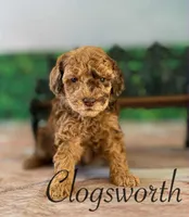 Clogsworth, a male Cockapoo for sale in Moulton, IA – Photo 1 of 3