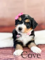 Cove, a female Miniature Bernedoodle for sale in Moulton, IA – 5 of 6