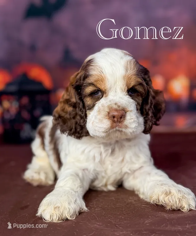 Gomez  – Cocker Spaniel puppy for sale in Moulton, IA