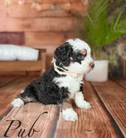 PUB , a male Miniature Bernedoodle for sale in Moulton, IA – Photo 3 of 3