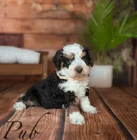 PUB , a male Miniature Bernedoodle for sale in Moulton, IA – Photo 1 of 3