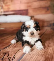 PUB , a male Miniature Bernedoodle for sale in Moulton, IA – Photo 2 of 3